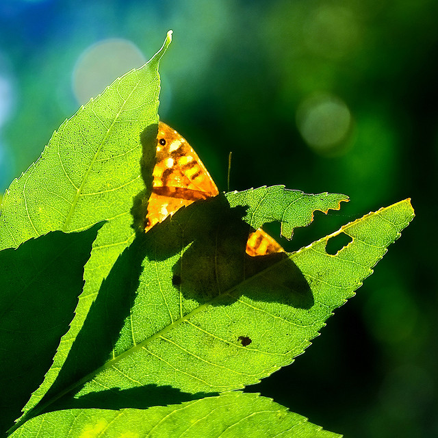 cambiamento trasformazione guarigione mindfulness